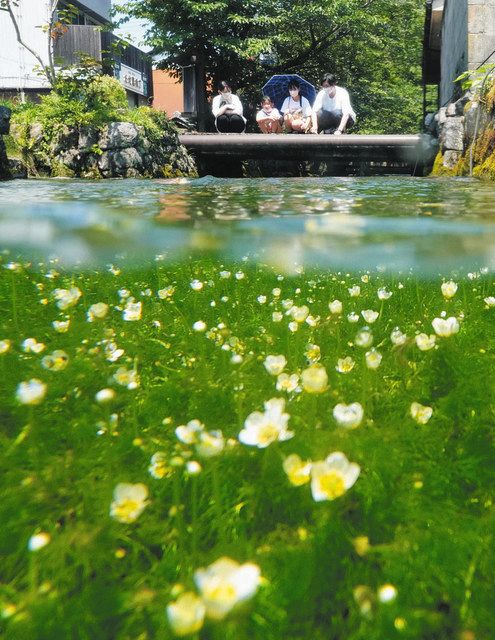 水中にかれんな白い花 米原 醒井宿 地蔵川の梅花藻 中日新聞web