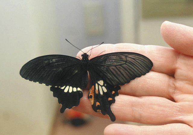 左右羽の模様 異なるチョウ発見 シロオビアゲハ珍しい：北陸中日新聞Web