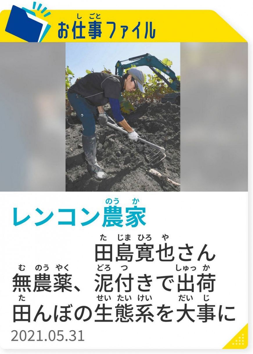 お仕事 しごと ファイル レンコン農家 のうか 中日新聞web