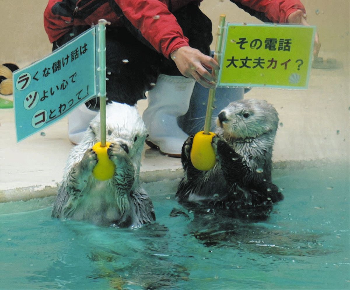 Amazon.co.jp: 鳥羽水族館 ラッコ メイ キラ 缶 パイ&クッキー