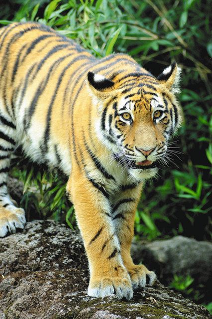 生まれて11カ月 お披露目 いしかわ動物園 アムールトラ 北陸中日新聞web