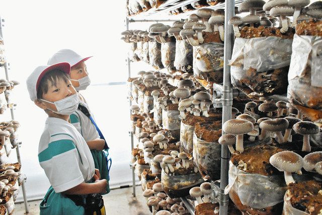 黒河しいたけ栽培に黒河小児童興味津々 生産者・山内さん夫妻を講師に