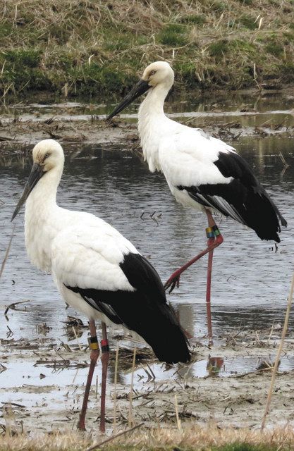 コウノトリ3羽 田鶴浜に 時国さん撮影「今年初めて」：北陸中日新聞Web