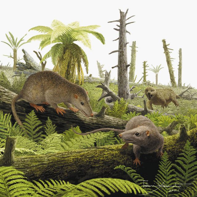 日本最古級の哺乳類、新種か 福井・大野で下顎の化石発見：中日新聞Web