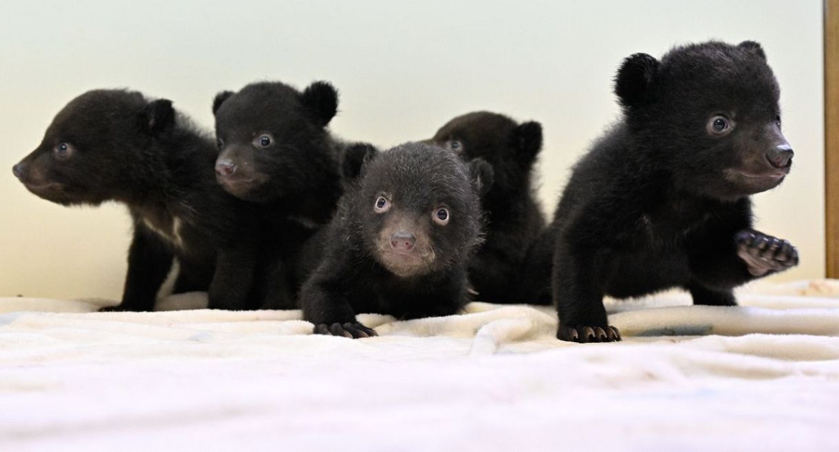 動画・写真特集】ツキノワグマの赤ちゃん10頭誕生 岐阜・高山 奥飛騨