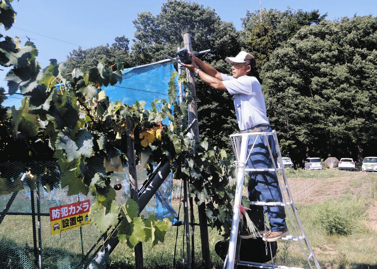 おいしいところを持っていかれないように… シャインマスカットの盗難