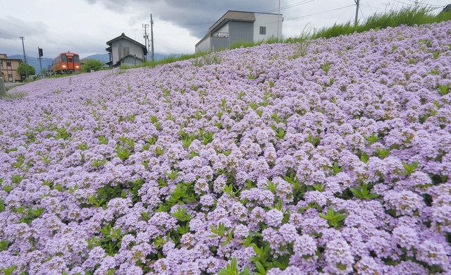 香るタイムの じゅうたん 大野 越美北線沿い 中日新聞web