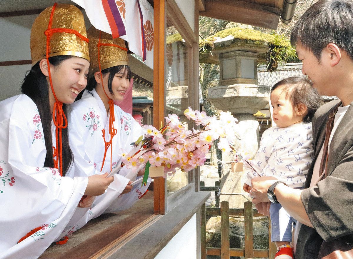 福娘と重ねる桜の小枝 花換え始まる 敦賀金崎宮：日刊県民福井Web