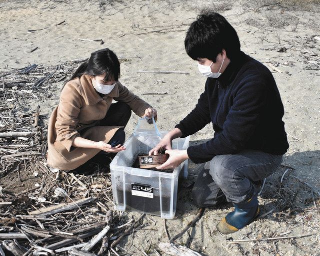 マイクロプラスチックの調査をする四日市大の学生＝２月７日、四日市市の吉崎海岸で