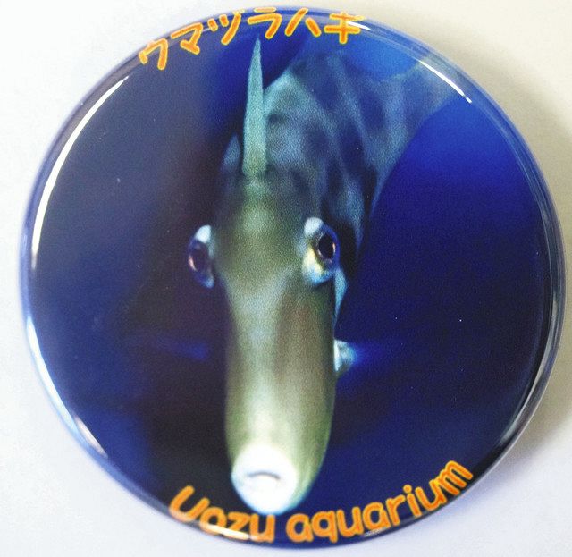 正面の顔 ウマヅラハギ 1位 魚津水族館総選挙 缶バッジ販売：北陸中日