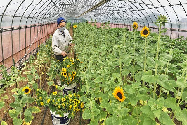 一足早く夏をお届け あわらでヒマワリ出荷ピーク 中日新聞web