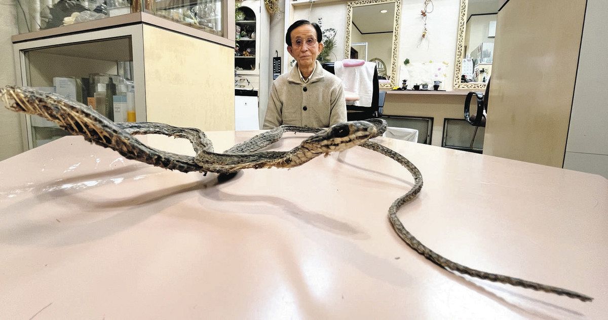体長1メートル超 ヘビのミイラ 浜松の新村さん、40年以上自宅で保管