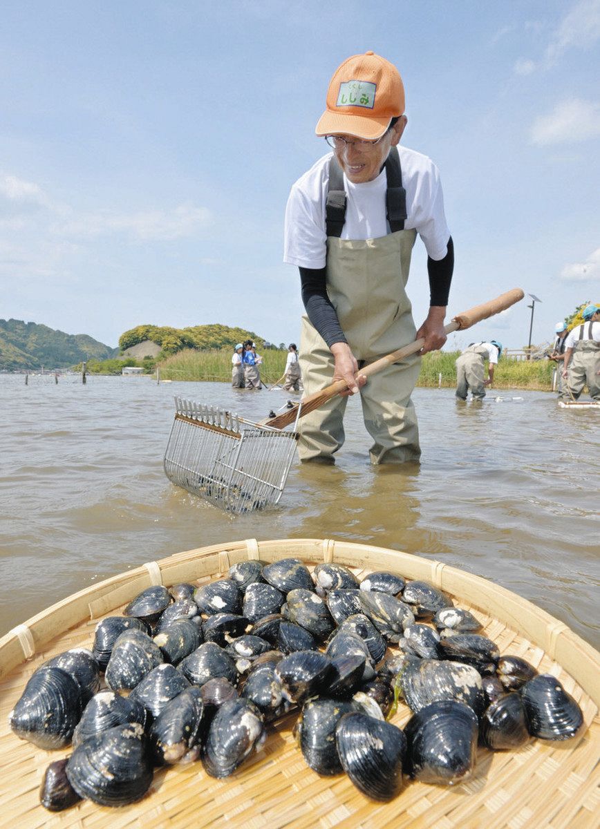 久々子湖シジミ漁 手際良く 美浜：日刊県民福井Web