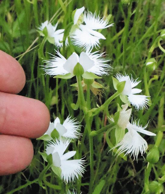 自生サギソウの白い花見頃 鈴鹿・金生水沼沢植物群落：中日新聞Web