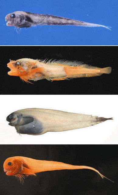 富山】魚津出身“新種ハンター” 北陸の方言由来「クサウオ」：北陸中日