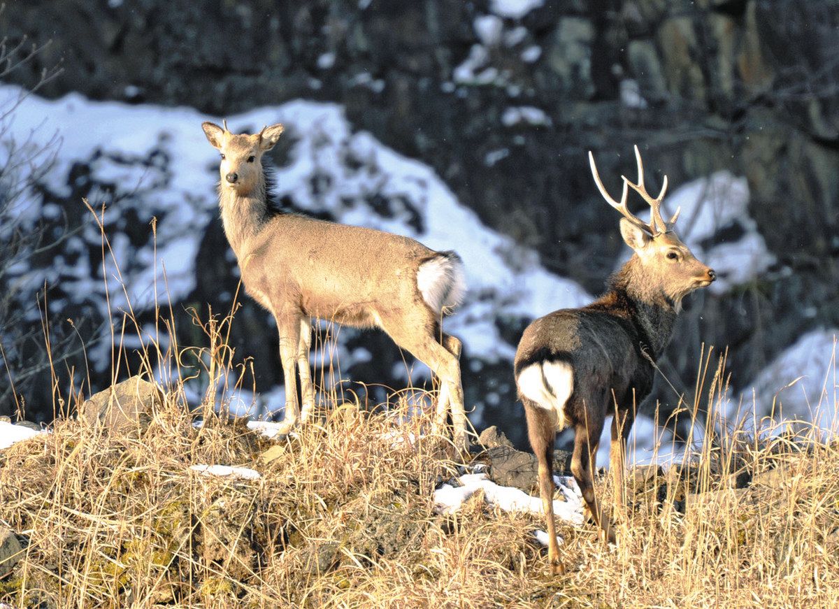 秋のシカに近づかないで！ 10～11月の繁殖期は雄の気が荒く危険