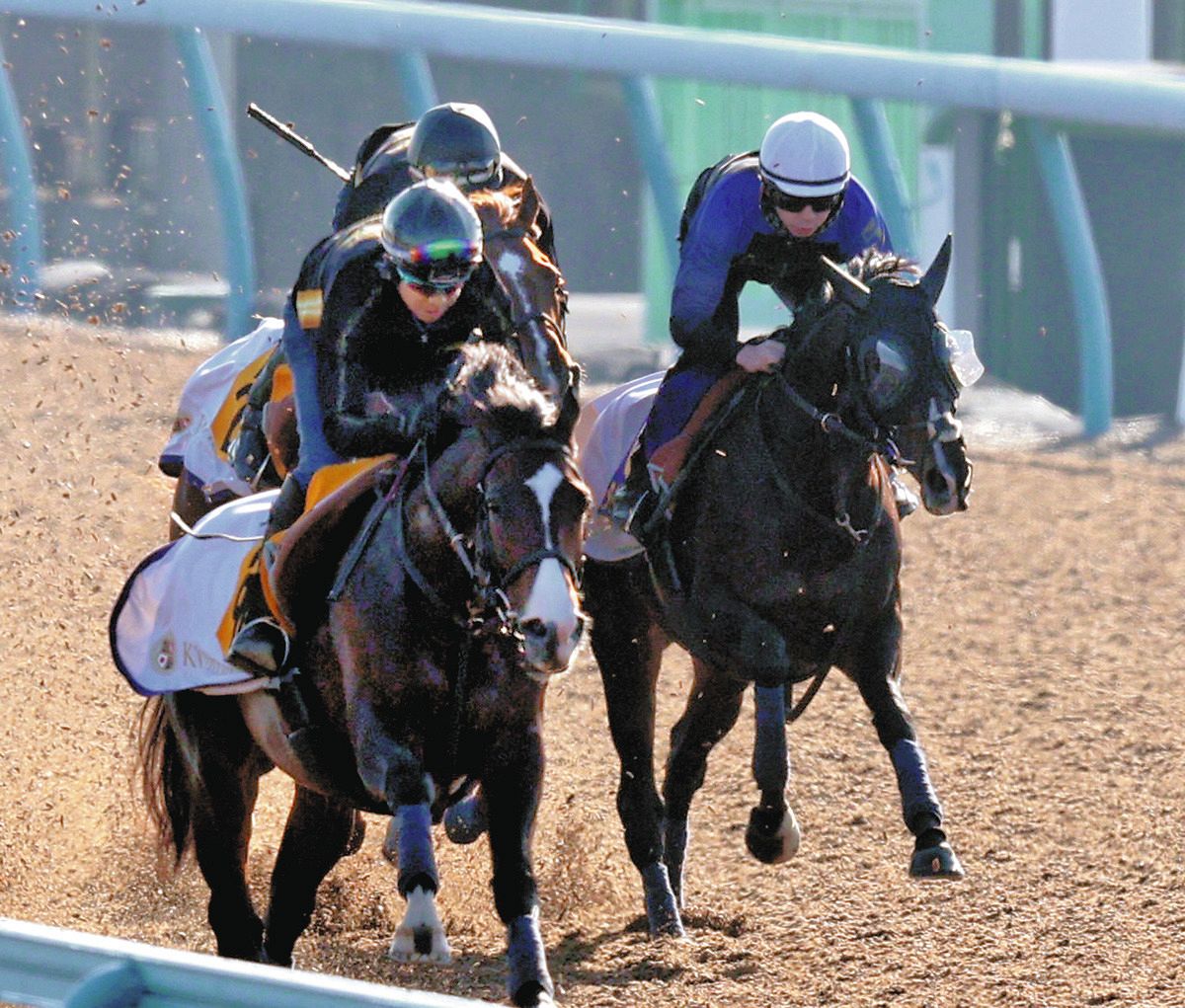 ジャパンC】タイトルホルダー、独特のパワフルな走りが戻ってきても主戦・横山和 は貪欲「もう一つはじけてもというのが正直なところ」：中日スポーツ・東京中日スポーツ