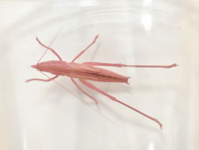 きれいなピンクの クビキリギス 中部大で２匹 変異が遺伝か 中日新聞web