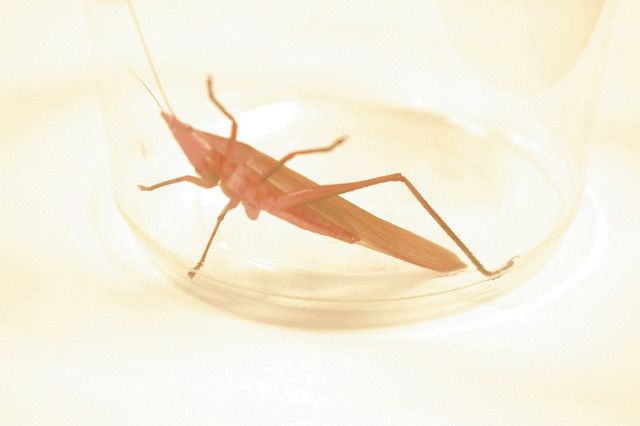 きれいなピンクの クビキリギス 中部大で２匹 変異が遺伝か 中日新聞web