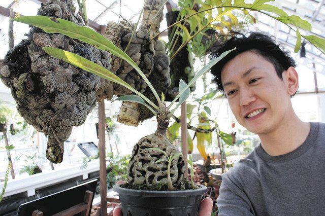 アリ植物 の魅力広めたい 全国唯一の専門農家 北名古屋に 中日新聞web