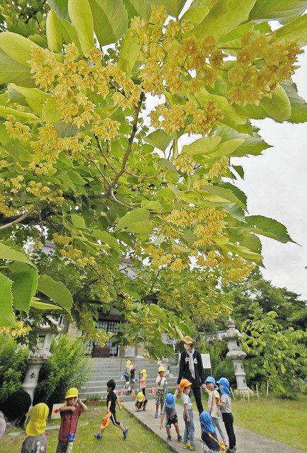 ボダイジュ甘い香り 坂井 称念寺 中日新聞web