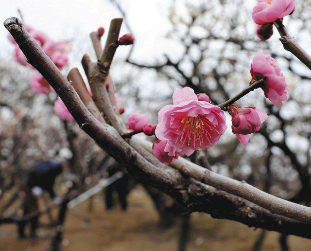 早咲きの梅ほころぶ 安八百梅園 中日新聞web