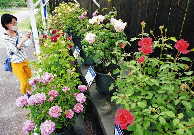 英国生まれのバラ かれんに 県中央植物園で 50種を順次展示 北陸中日新聞web