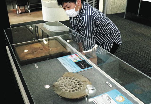 夏休みの自由研究テーマにいかが 豊橋の2図書館で化石展 中日新聞web 夏休みの自由研究テーマにいかが 豊橋の2図書館で化石展 中日新聞web