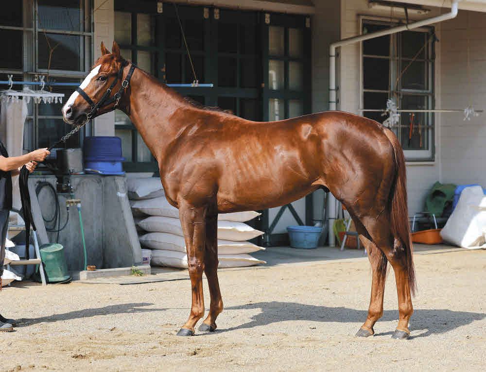日本ダービー馬体診断】3枠5番レディネス、3枠6番ファンダム 獣医師