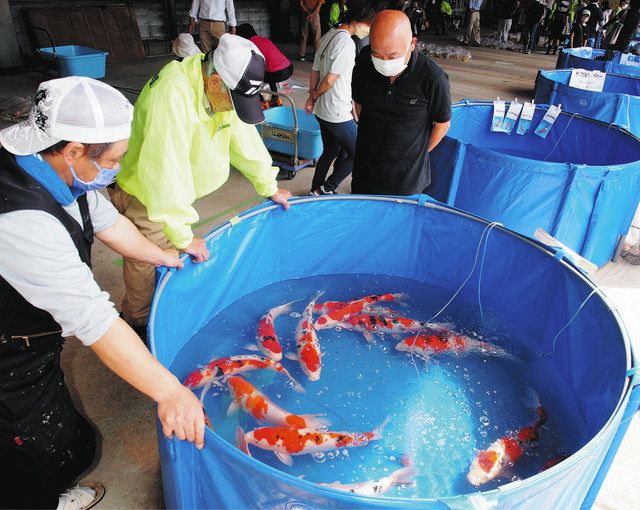 紅白や昭和三色、稚魚から成魚まで 郡上でニシキゴイ展示即売会:中日 紅白や昭和三色、稚魚から成魚まで 郡上でニシキゴイ展示即売会:中日