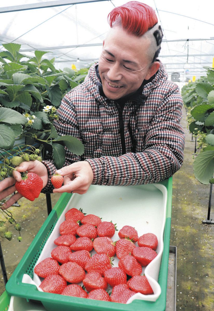 イチゴ苗（紅ほっぺ）訳あり！