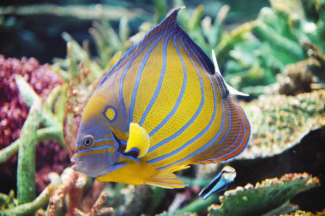 すいスイっと＞（４１）＠名港水族館 ワヌケヤッコ 青い線は大人の証し：中日新聞Web