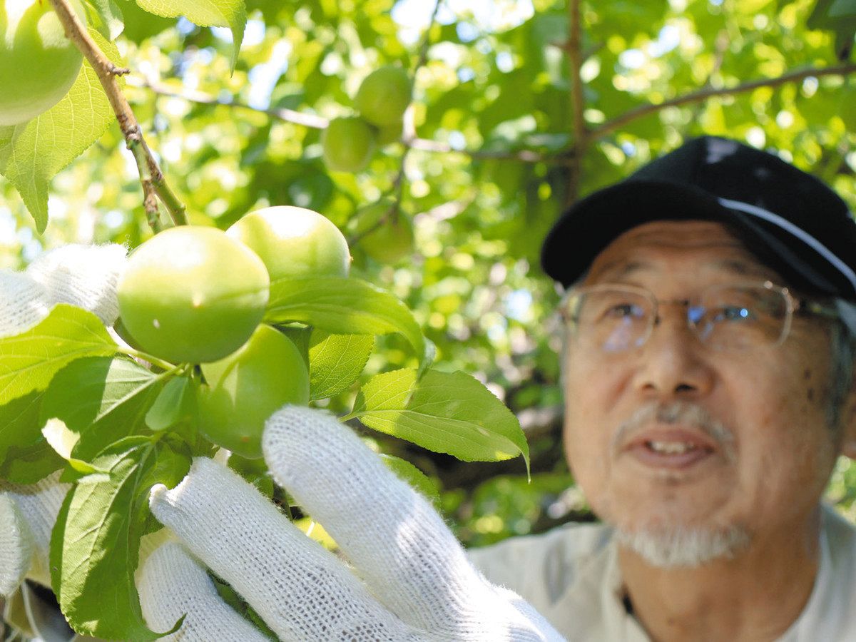 フレッシュな青梅いかが 一宮で30日、7年ぶり直売会：中日新聞Web