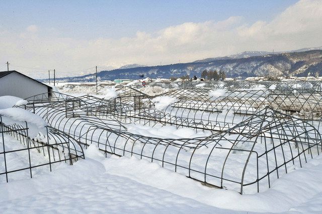 大雪でハウス被害２７３棟 耐雪化進み １８年より減 日刊県民福井web