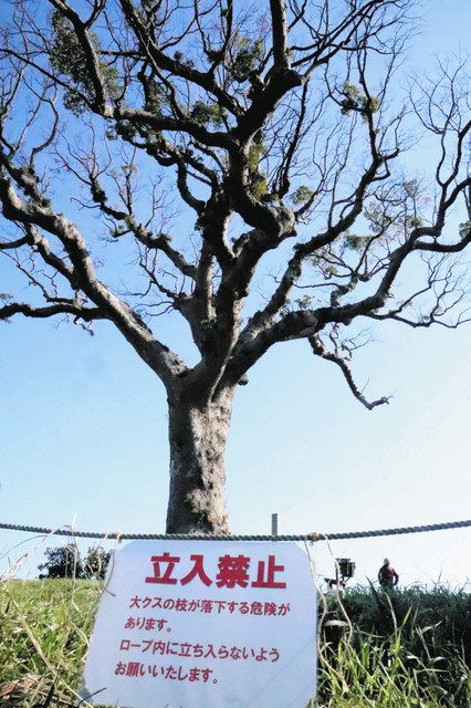県の天然記念物のクスノキ、枯れ枝の落下相次ぐ 鈴鹿市、立ち入り禁止