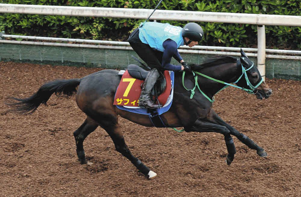 栗東坂路で追い切るサフィラ
