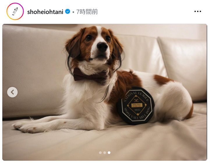 ◇デコピン、凛々しい… 『最優秀犬賞』 記念のちょうネクタイ姿【実際