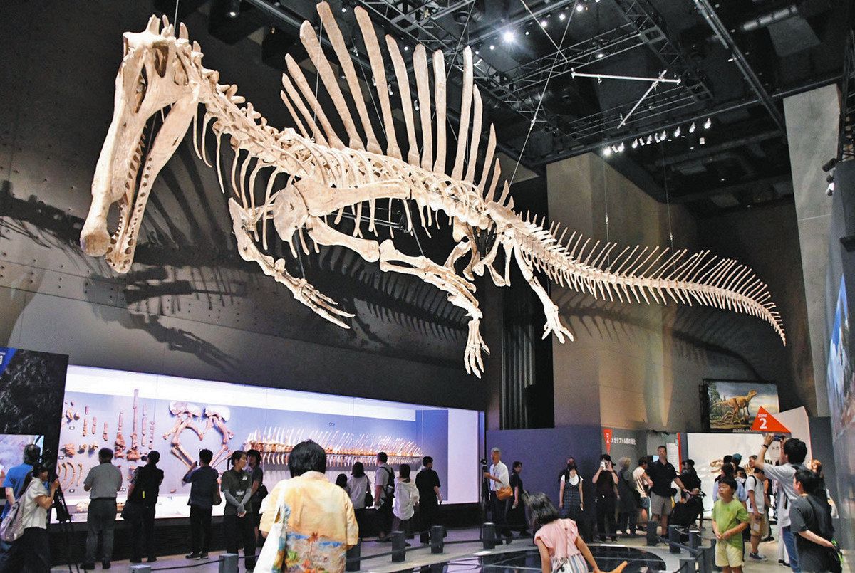 獣脚類の進化史探る 恐竜博物館25周年特別展が開幕 スピノサウルス