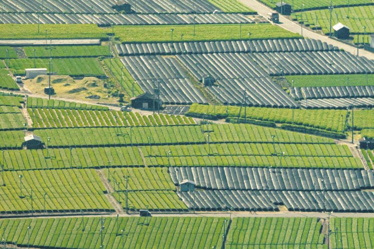 茶畑に緑と黒のコントラスト 三重県四日市市で「かぶせ茶」収穫最盛期