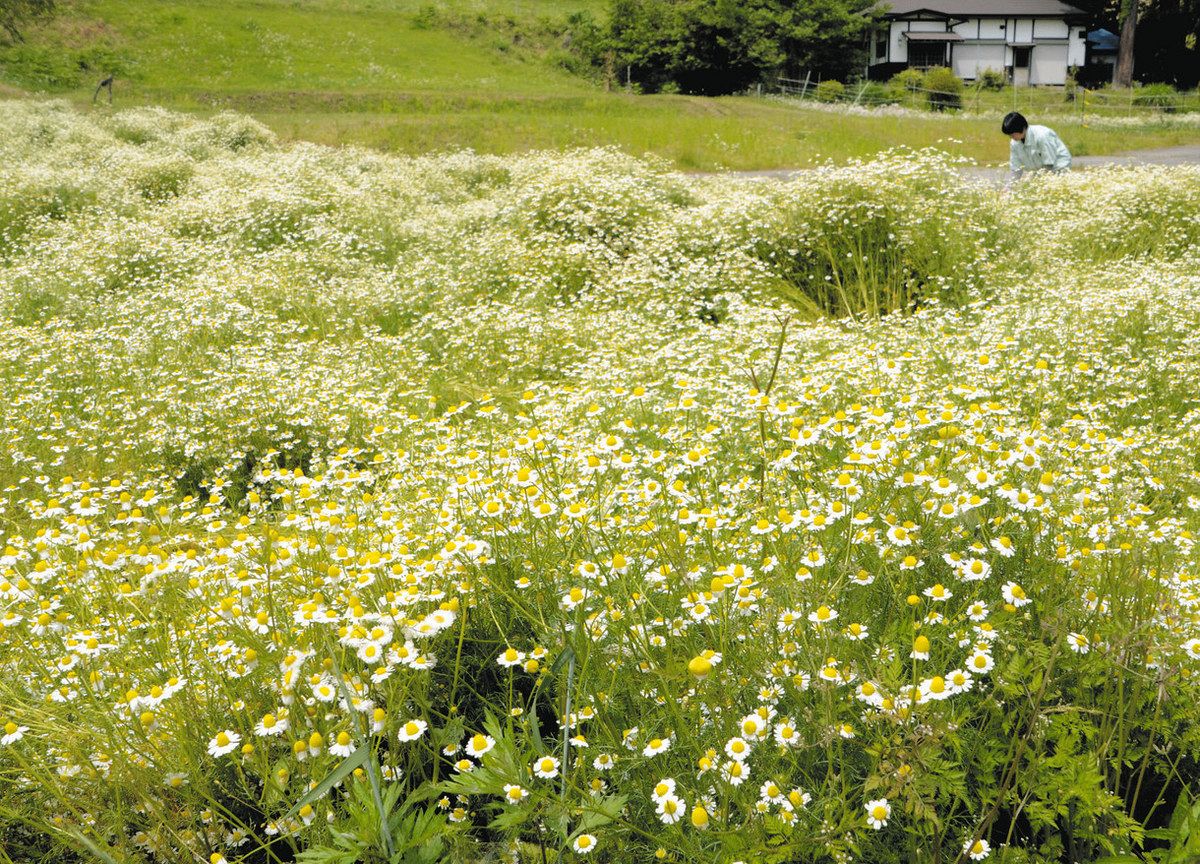 甘く優しい香り あなたを癒します 長野県池田町でカモミール満開：中日