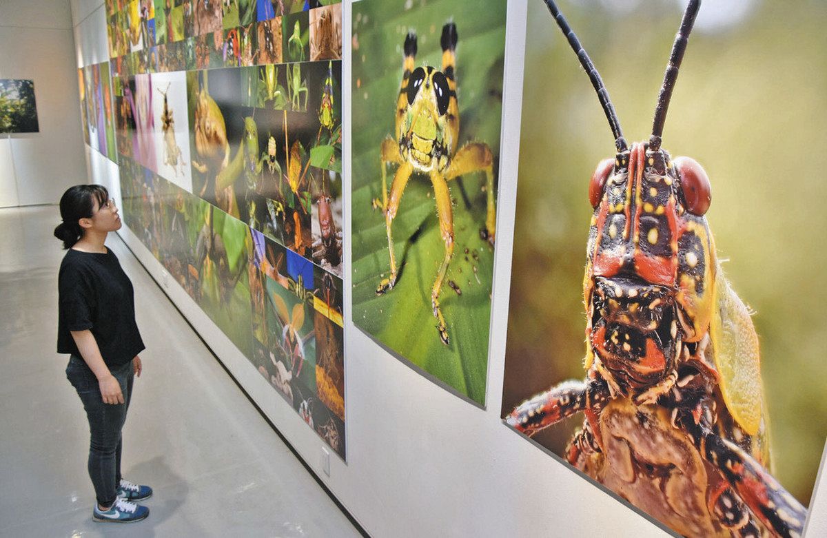 昆虫の世界を間近で 金津創作の森で海野和男写真展：日刊県民福井Web