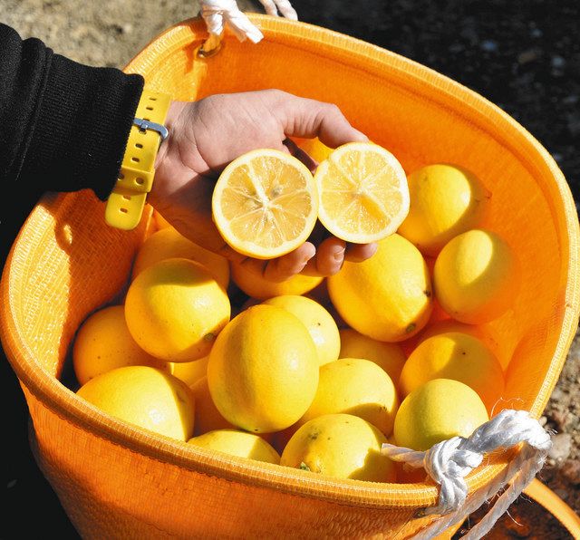 丸くて大きな実 マイヤーレモン 御浜 たかみ農園で収穫最盛期 中日新聞web