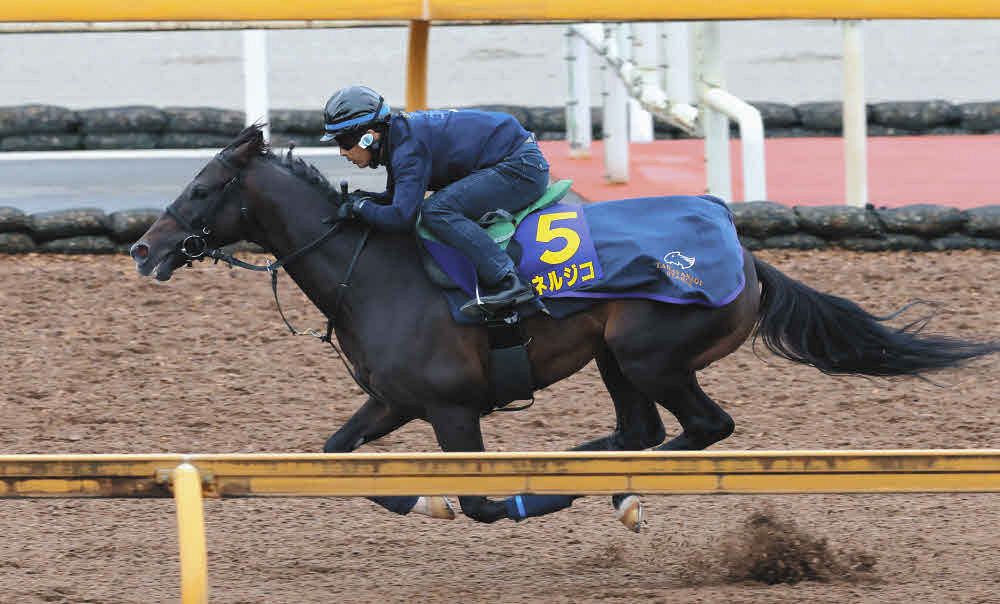 菊花賞】G1初出走のエネルジコ 「この馬らしくマイペースで走っていた