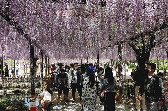 フジ色シャワー楽しんで 津島 天王川公園で見ごろ 中日新聞web