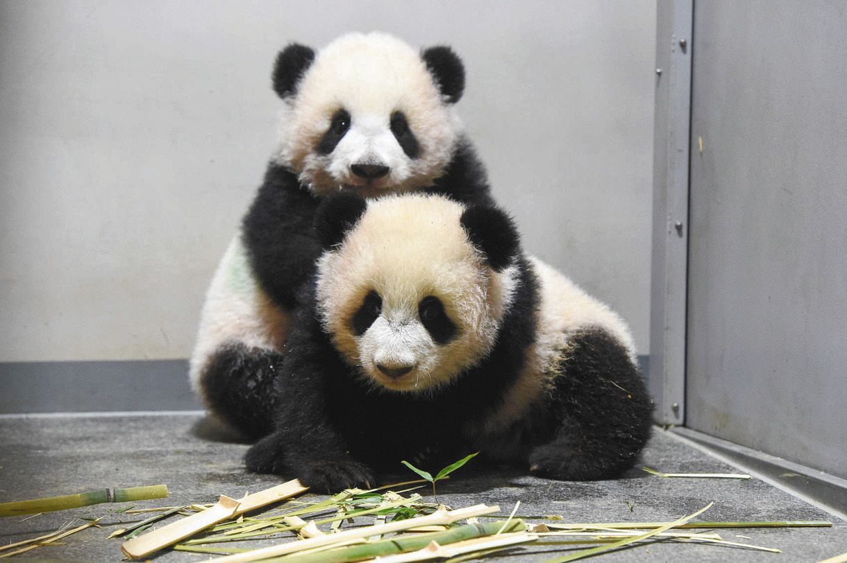 シャオシャオ（奥）とレイレイ（手前）=東京動物園協会提供
