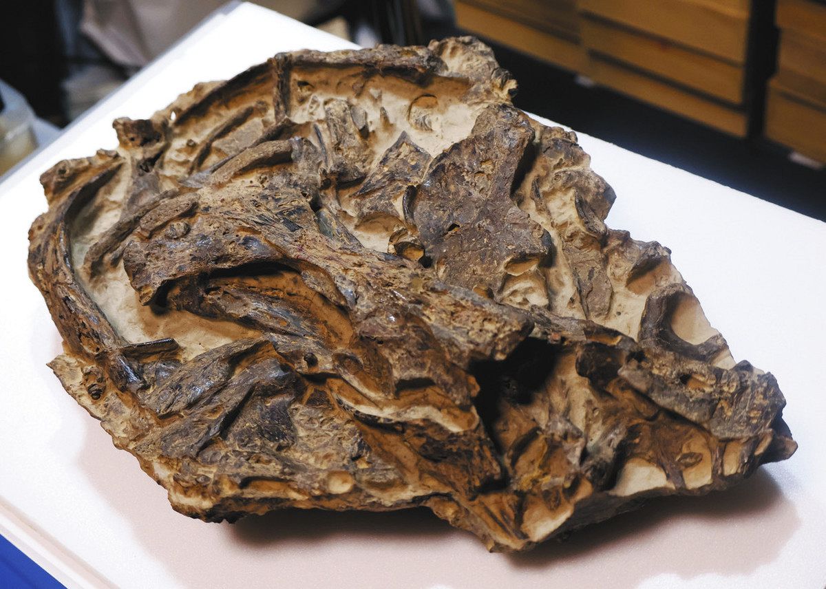 いが物がたり まちかど博物館探訪＞ （22）北田化石展示室（伊賀市上野