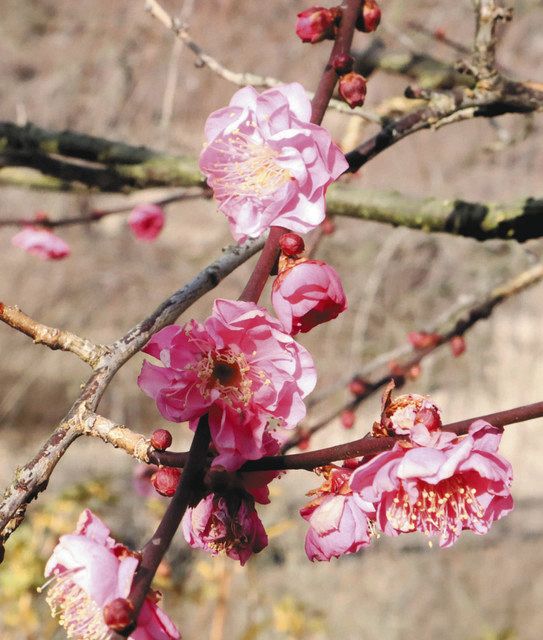 早咲き紅白の梅ほころぶ 鈴鹿の森庭園 ２月２０日から一般公開 中日新聞web