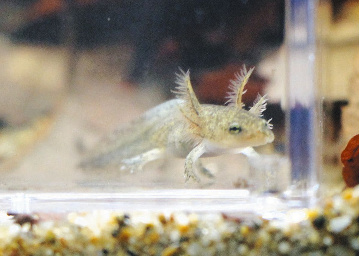 ヤマトサンショウウオの成長見て 6月1日まで、琵琶湖博物館で幼生初