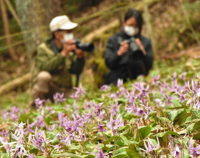 わがまち遺産＞ （65）一色保木山カタクリ群生（関市）：中日新聞Web