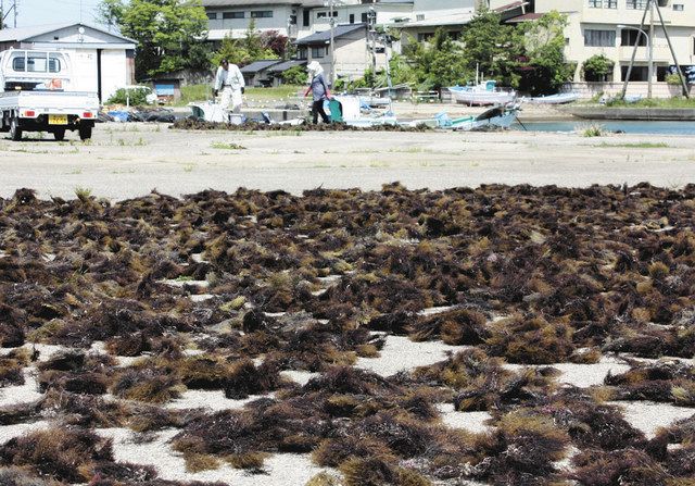 テングサ 赤紫じゅうたん 氷見で漁開始 北陸中日新聞web